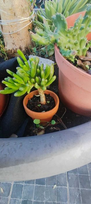 Suculenta orelha do sherek