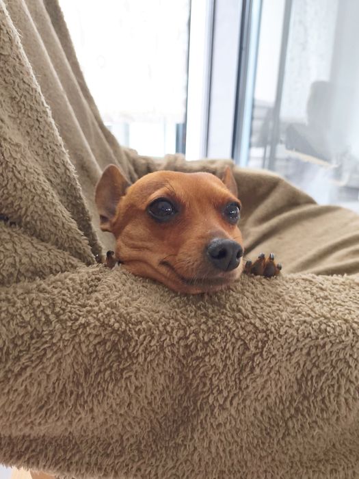 Tomo conta de cães. Estadias, Creche, Pet sitting, Dog Taxi