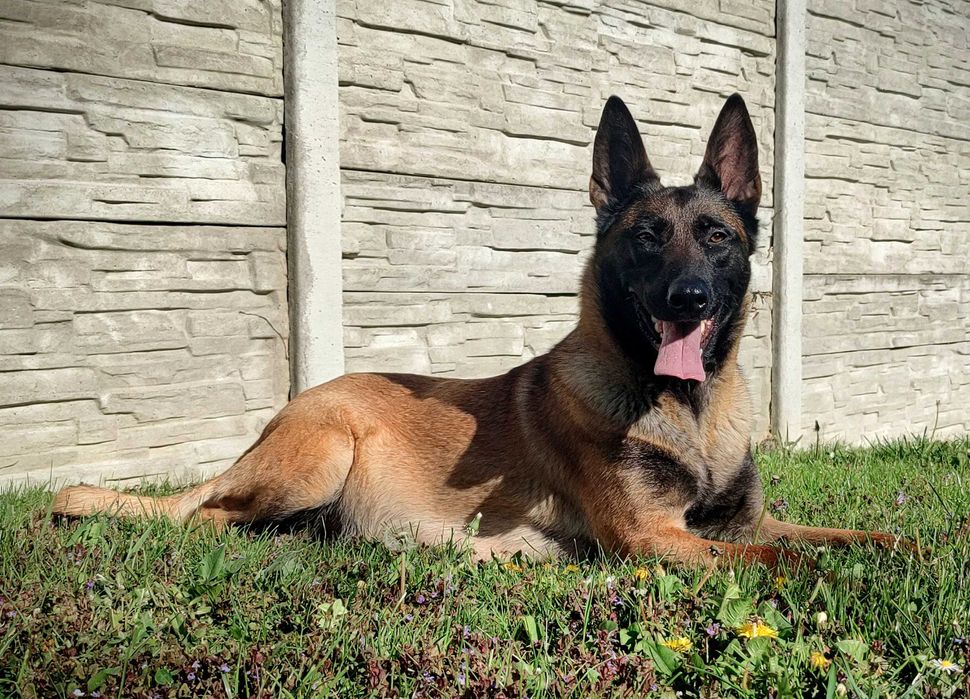 Owczarek Belgijski Malinois FCI