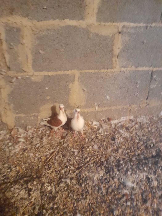 Gołębie ozdobne mewki