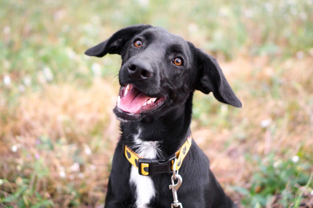 1,5 roczna Kamala szuka domu!