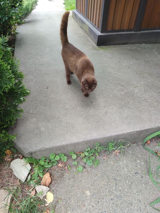 Продам хлопчика британця