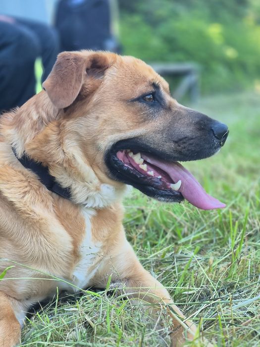 Sako - Super pies szuka domu  / do adopcji