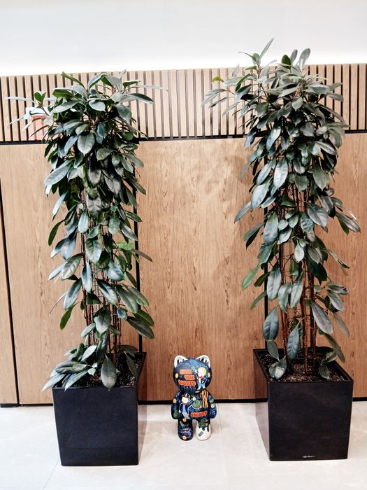 Професійний догляд за кімнатними рослинами фітостінами Лікування