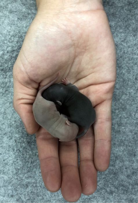 Миші, щури різних розмірів