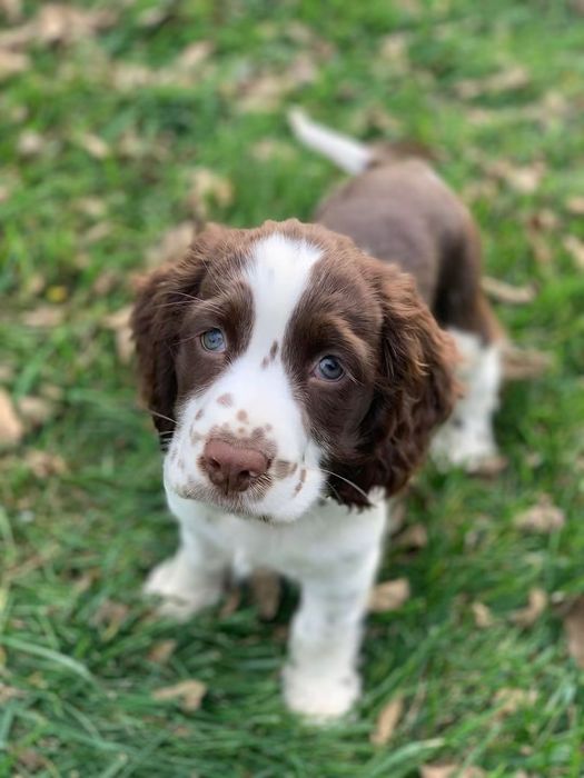 English Spaniel Springer