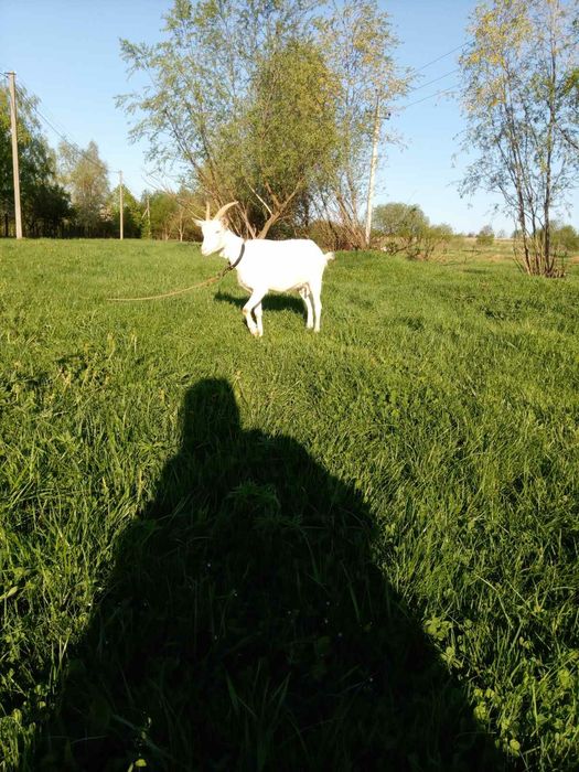 Продається зааненська козочка первістка з двома козенятами.