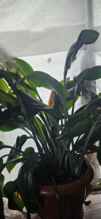 Вазони, квітне білим цвітом