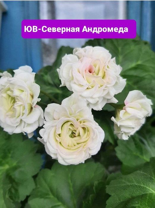 Пеларгония ЮВ-Северная Андромеда