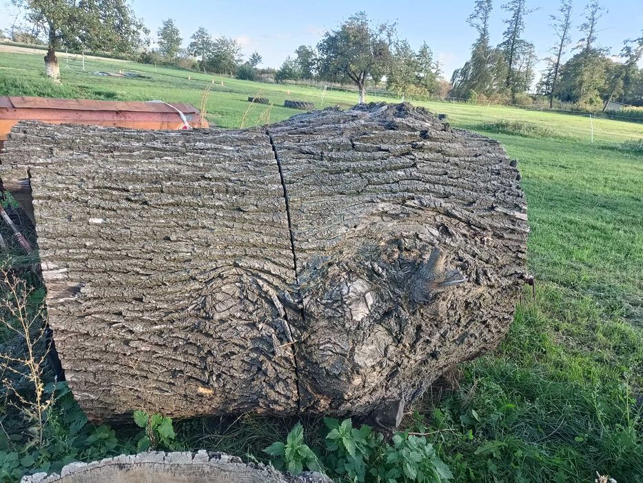 Grube plastry z drewna dębowego – średnica ok. 120 cm