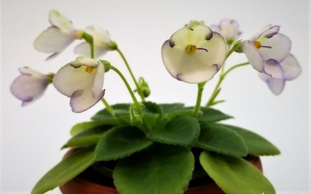 Фиалки  Сортовые