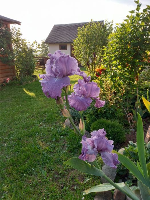 Іриси високорослі та низькорослі