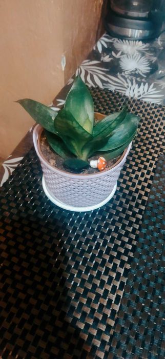 Кімнатні квіти сингоніум, красула, сансевієрія