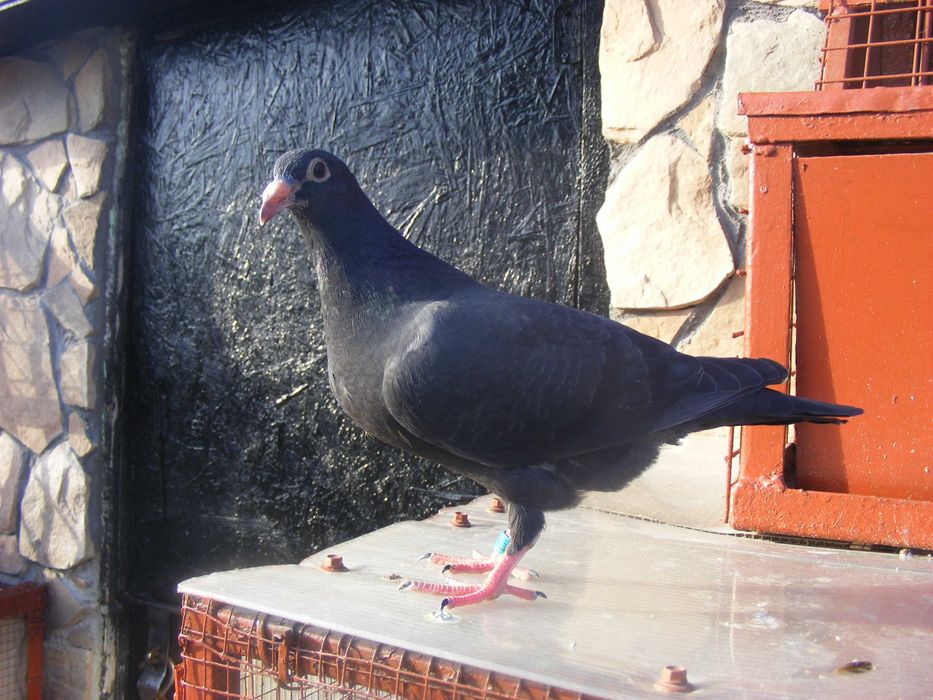 golebie pocztowe