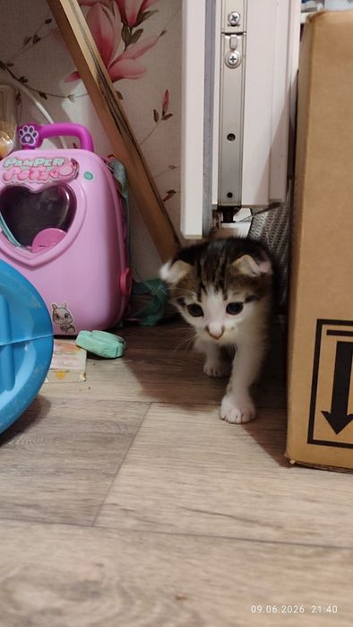 Котята в добрі руки вислоуха дівчинка та пряма вуха білий хлопчик