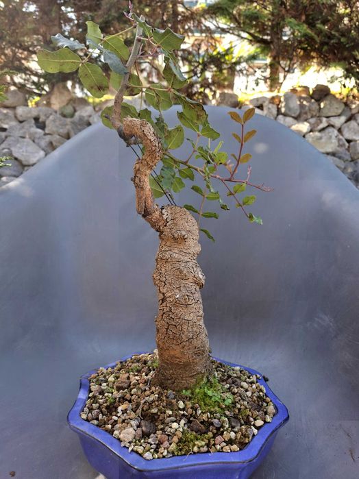 Bonsai Ceratonia Siliqua