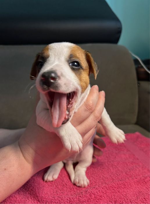 Дівчатка породи Джек-рассел-терʼєр (WKU)