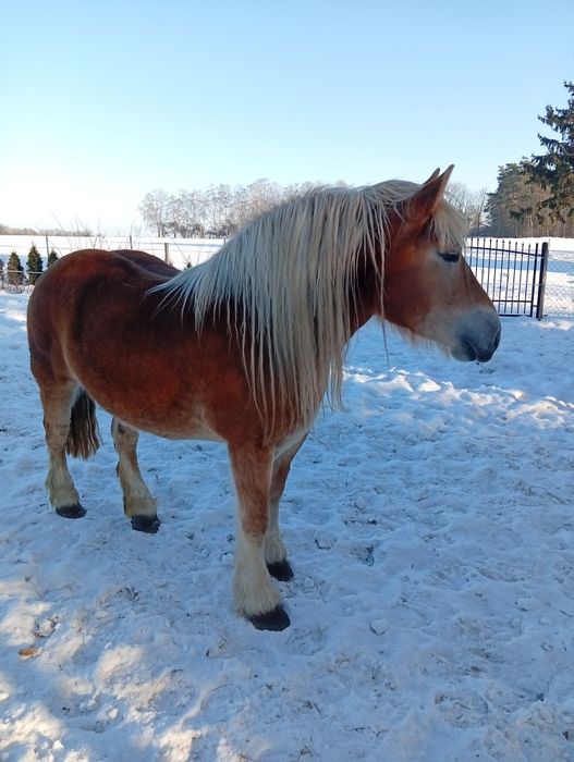 Klacz sokólska  5 lat
