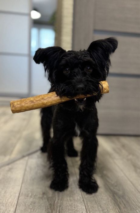 ВЯЗКА: мальчик «Чёрный йорк Бивер