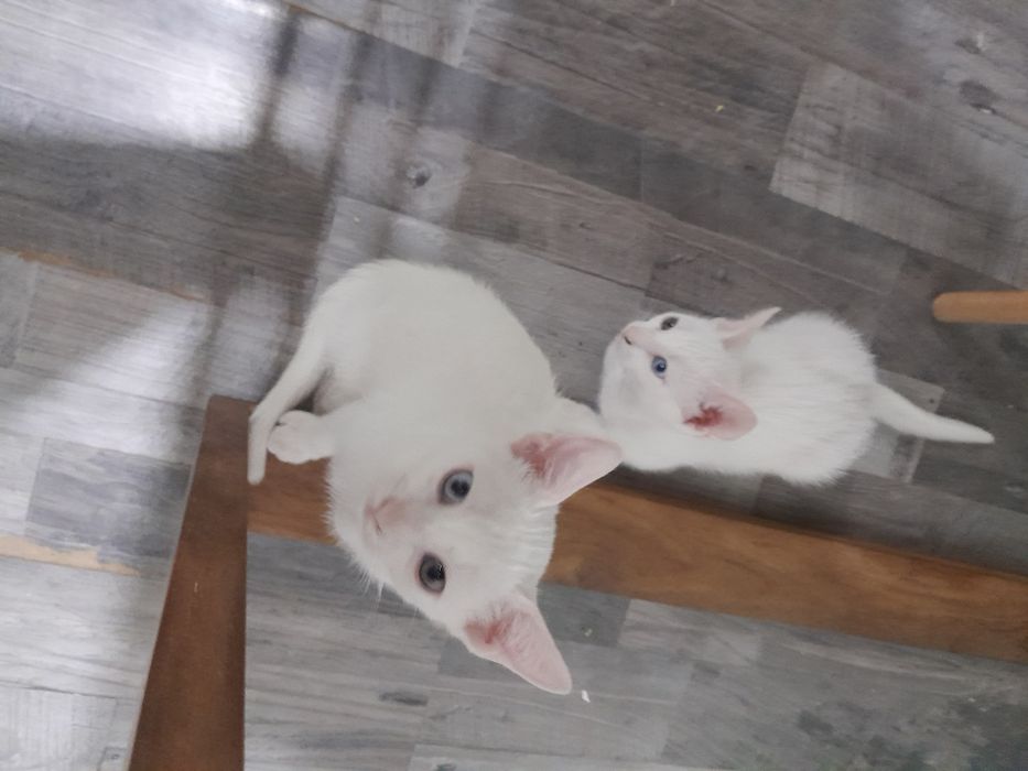 Gatos para adoção