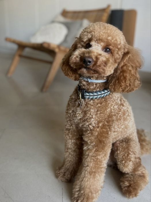 Poodle Toy Red Macho PARA CRUZAR