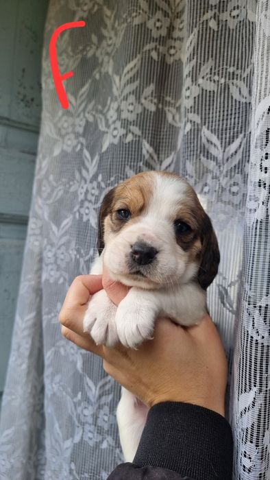 Cruzados Beagle para adocao