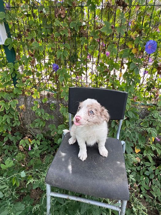 Menina Border Collie ChocoMerle Linda