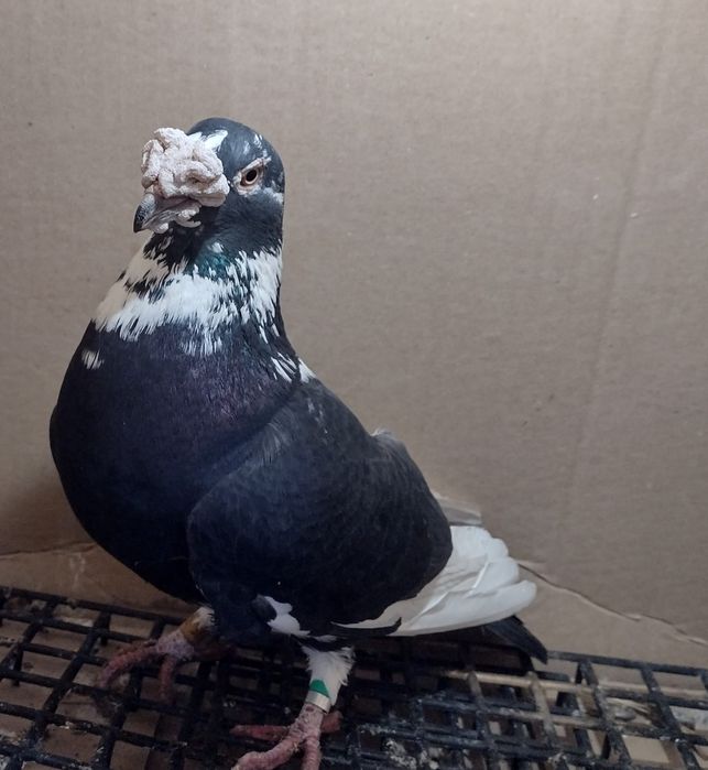 Gołębie staropolskie