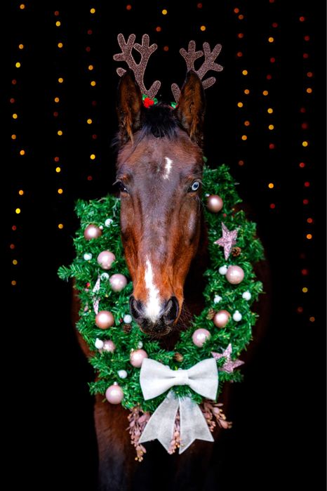 oddam klacz w dobre ręce