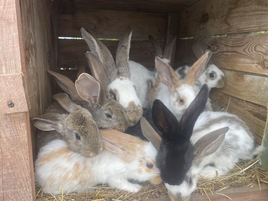 Młode króliki samce , samice