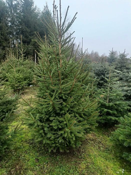 Choinki cięte w i donicach z własnej plantacji