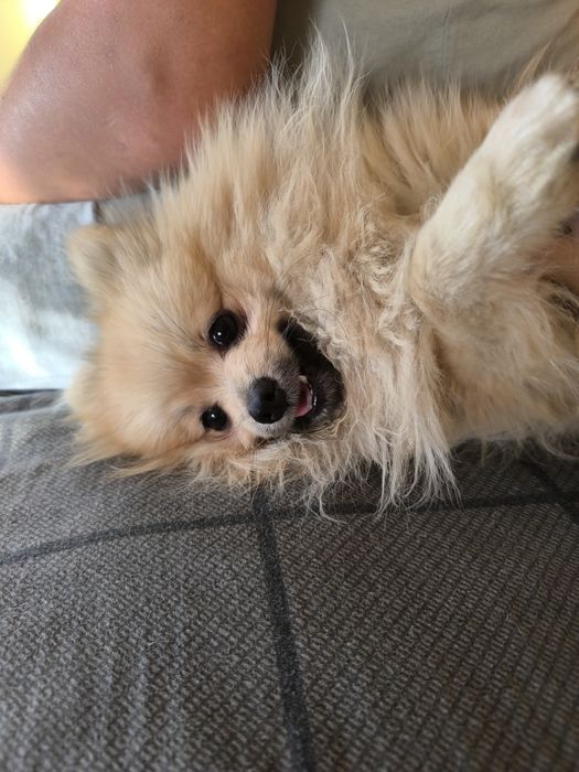 Шпіц шукає наречену, розв'язаний, гарне потомство