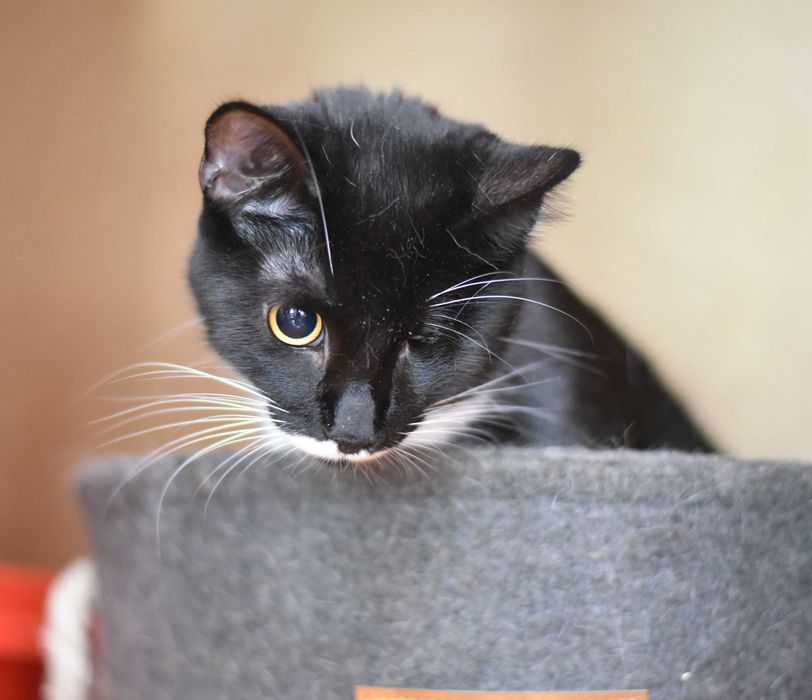 Молодая кошка Лётка ищет дом