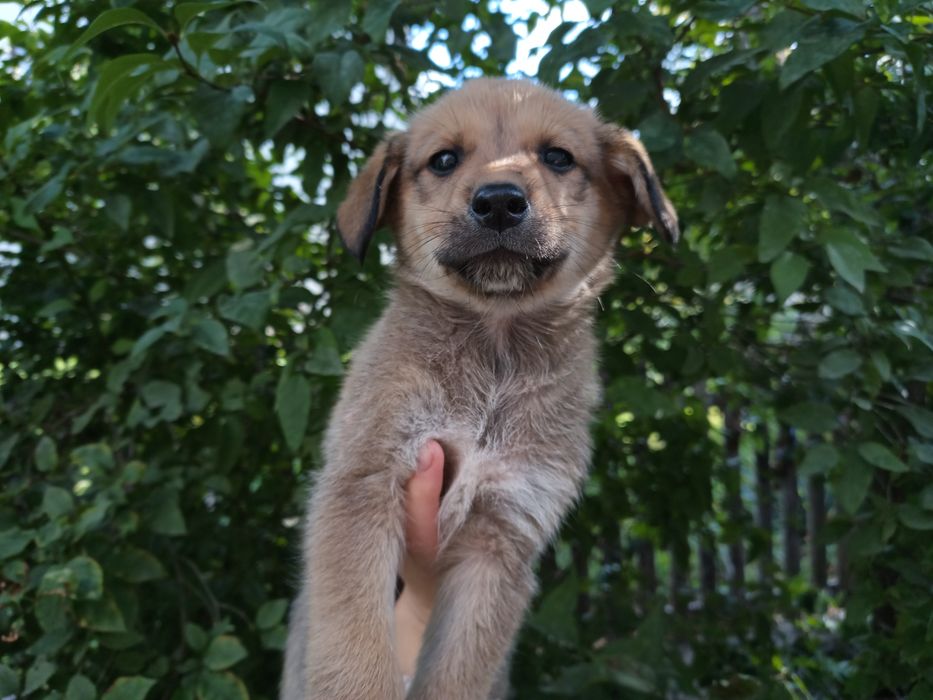 У добрі руки , залишилось 2 дівчинки