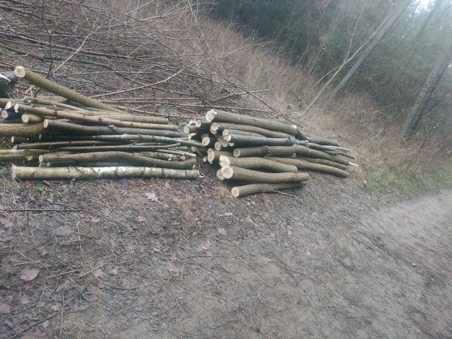 Sprzedam drzewo akacja i brzoza