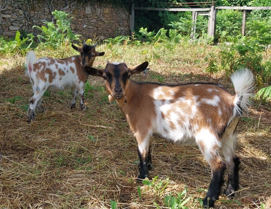 Cabras micro anas