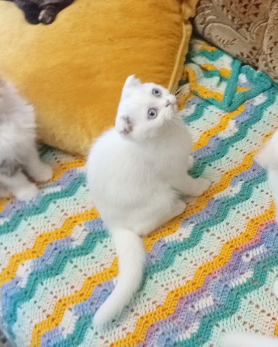 Блакитноокий хлопчик