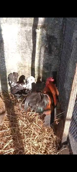 Gallus bankiva, faisão lady e Gigi  e Galo asil anão.