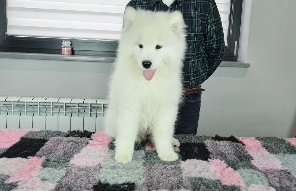 Samoyed samojed doskonały rodowód ZKwP FCI
