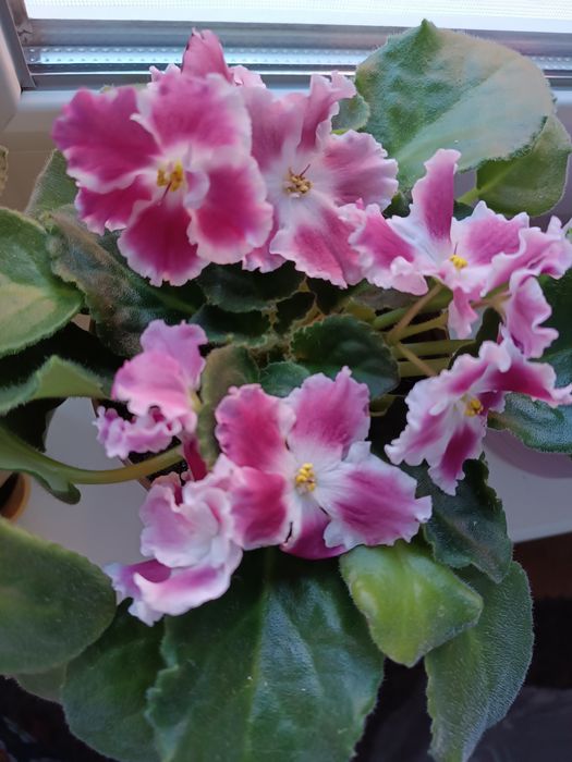 Фіалка дуже гарна.