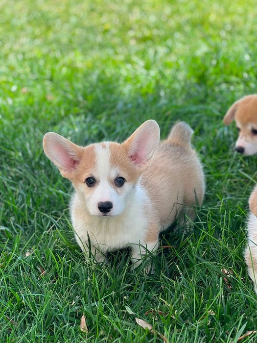 Cachorro Welsh Corgi Pembroke - Descendente de Campeões