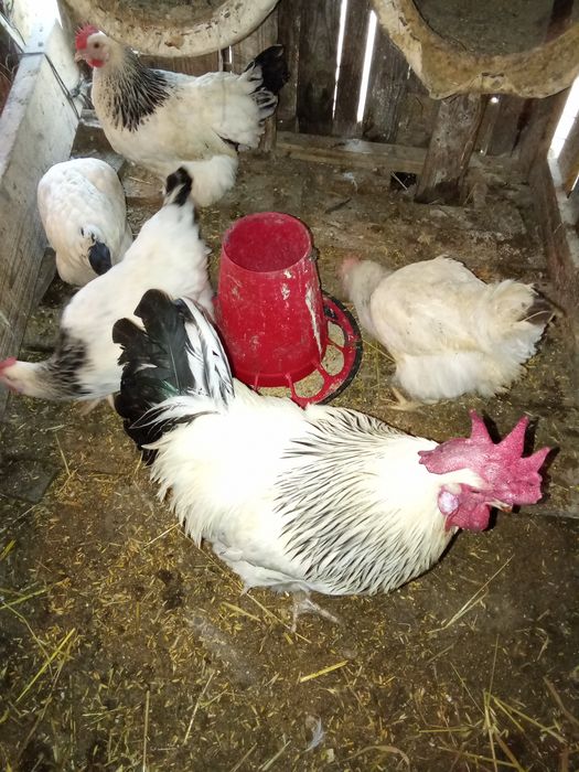 Ovos galados de galinha de raça