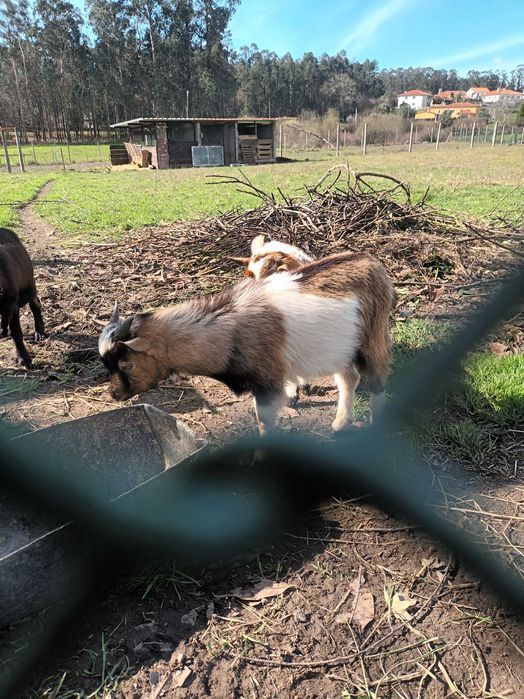 Vendo casal cabrithinhas 5 meses