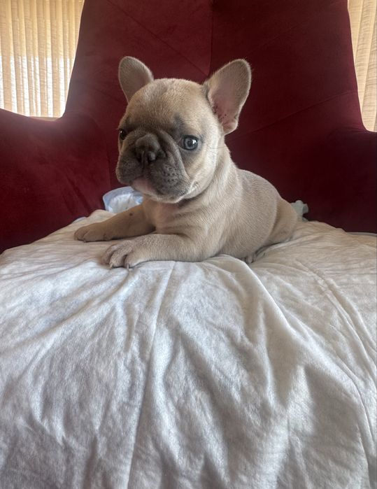 Vendo bulldog frances lilac fawn