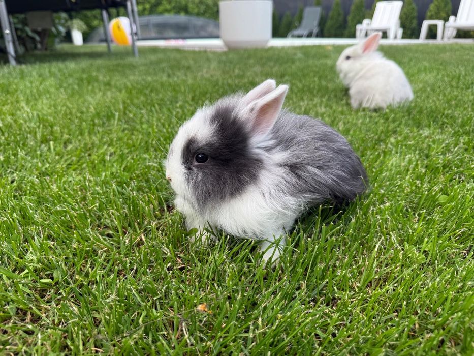 Króliczki karzełek ,teddy mini