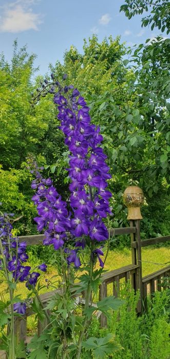 Дельфініум. Насіння 2025 року