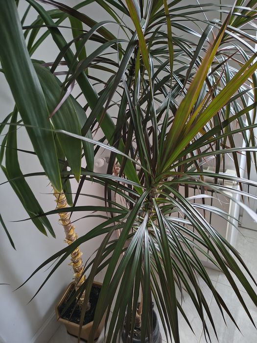 Вазонок юка 2м, пальма 1.7м