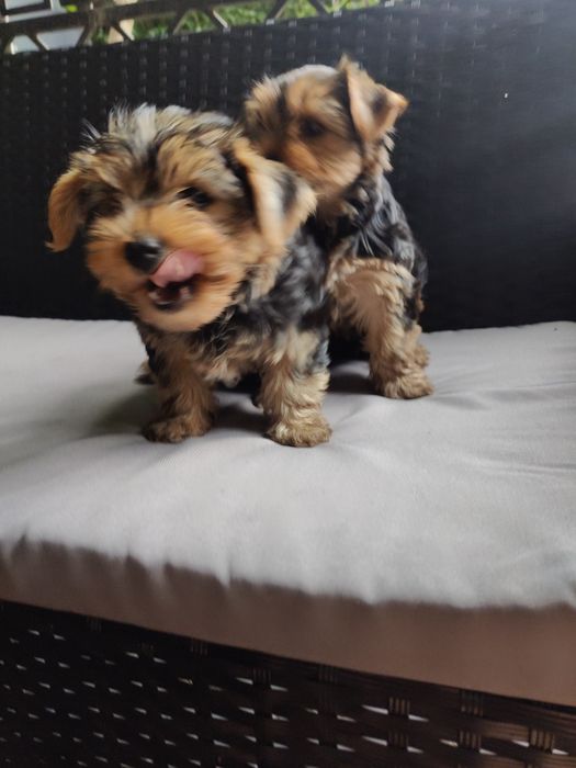 Yorkshire terrier