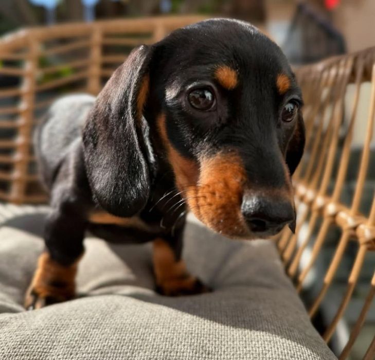 Чорнопідпалі хлопчики.