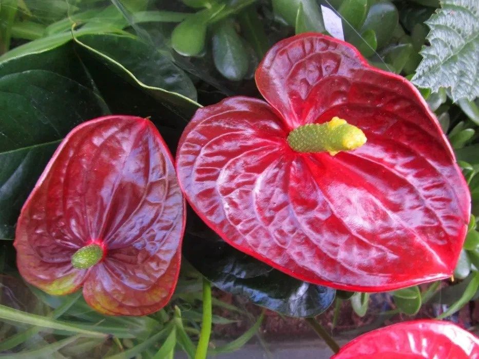 Antúrio branco, chocolate, lilás, rosa e vermelho PLANTA DE INTERIOR
